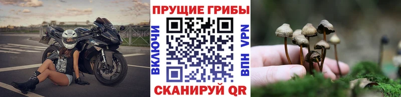 кракен онион Ивдель Галлюциногенные грибы Magic Shrooms как найти закладки